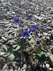Delphinium glareosum