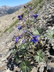 Delphinium glareosum