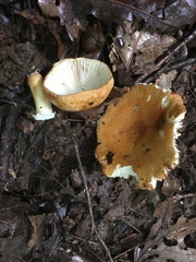 Russula ballouii