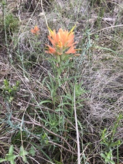 Castilleja lindheimeri
