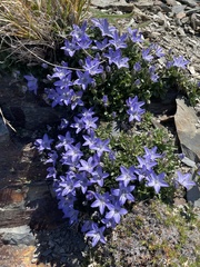 Campanula piperi