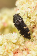Acmaeodera angelica