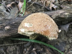 Porphyrellus sordidus