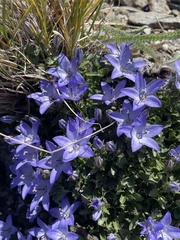 Campanula piperi