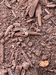 Menemerus semilimbatus