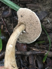 Porphyrellus sordidus