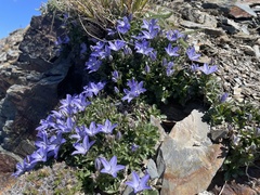 Campanula piperi