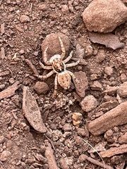 Menemerus semilimbatus