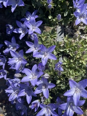 Campanula piperi