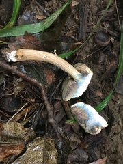 Porphyrellus sordidus