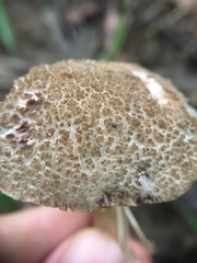 Porphyrellus sordidus