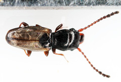 Laemophloeidae