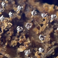 Physarum stellatum