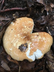 Russula ballouii