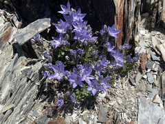 Campanula piperi