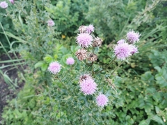 Cirsium arvense