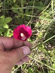Callirhoe involucrata