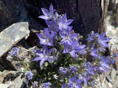 Campanula piperi