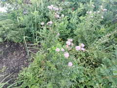 Cirsium arvense