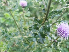 Cirsium arvense