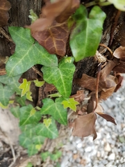 Hedera helix