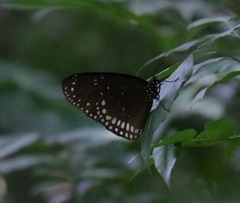 Euploea sylvester