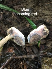 Porphyrellus sordidus