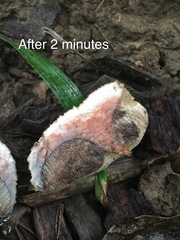 Porphyrellus sordidus