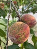 Peach Scab - Photo (c) Cheree, some rights reserved (CC BY-NC), uploaded by Cheree