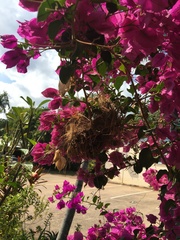 Stizoptera bichenovii