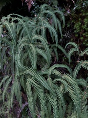 Sticherus squamulosus