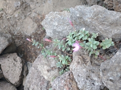 Epilobium obcordatum