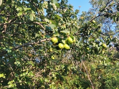 Malus domestica