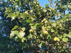 Malus domestica