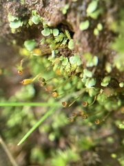 Fissidens asplenioides