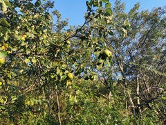 Malus domestica