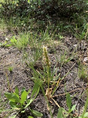 Spiranthes × stellata