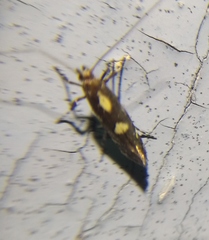 Calybites phasianipennella