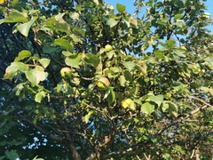 Malus domestica