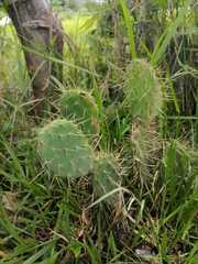 Opuntia cymochila
