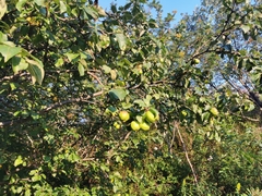 Malus domestica