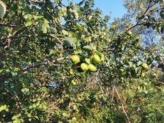 Malus domestica