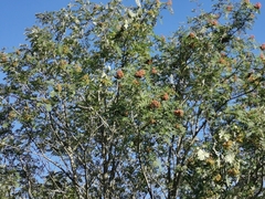 Sorbus americana