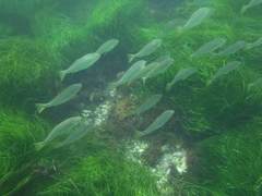 Umbrina roncador