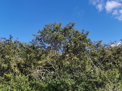 Sorbus americana