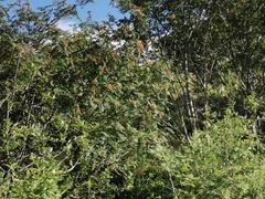 Sorbus americana