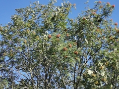 Sorbus americana