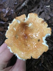 Russula ballouii