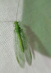 Chrysopa abbreviata