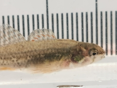 Etheostoma microperca
